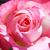 Fehér - rózsaszín - Teahibrid rózsa - Altesse 75